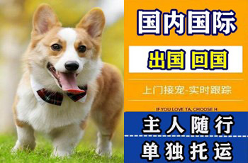 台中市宠物托运公司台中市宠物托运公司台中市宠物托运公司