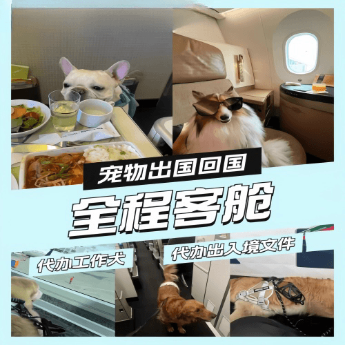 台中市宠物托运到白俄罗斯宠物入境规定和要求